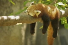 Firefox OS sẽ có chu kỳ cập nhật 6 tuần 1 lần