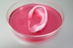 In 3D thành công tai người nhân tạo 'còn sống'