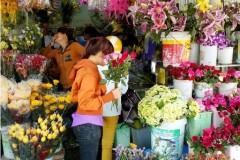 Hoa tươi 'nóng' trước thềm 8/3, hồng mạ vàng đắt khách