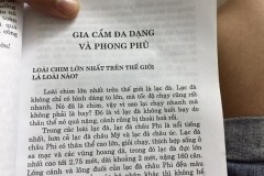 Cộng đồng mạng tranh cãi "Lạc Đà là loài chim lớn nhất thế giới"