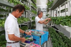 4 giải pháp nông trại tiết kiệm diện tích trồng rau xanh hữu cơ