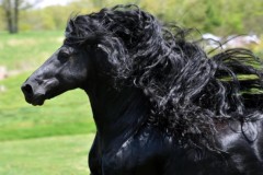 Con ngựa "đẹp trai" nhất thế giới