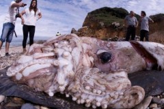 Mực khổng lồ to bằng xe buýt có thể ẩn dưới biển sâu