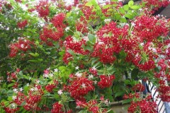 Phương pháp trồng giàn hoa sử quân tử mát rượi mùa hè