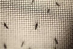 Phát hiện cách thức diệt virus Zika gây bệnh đầu nhỏ