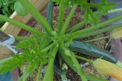 Hướng dẫn cách trồng bí ngồi cho năng suất cao