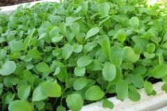 Cách trồng rau cải ngọt xanh tốt tại nhà