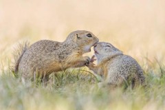 Cận cảnh cuộc sống đầy ắp niềm vui của loài sóc đất