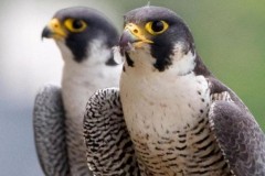 Loài người chỉ đáng xách dép cho loài chim này về tính chung thủy