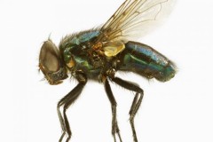 Loài ruồi đáng ghét và nguy hiểm hơn bạn tưởng rất nhiều