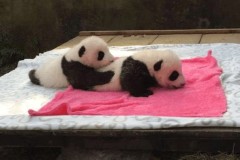 Dân mạng được dịp ngẩn ngơ trước cảnh 2 bé gấu trúc mát xa chơi đùa với nhau