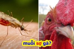 Nuôi gà trong nhà, bạn không sợ bị muỗi cắn