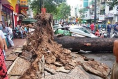 Cổ thụ bật gốc giữa phố, đè người nhập viện