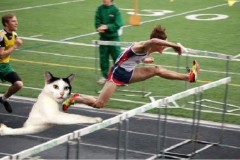 Mèo tạo dáng lạ gây sốt tại Nhật