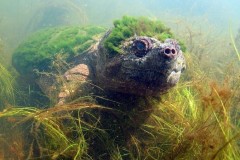 Thử đặt máy ảnh dưới nước, chàng trai vô tình chụp được loài rùa quý hiếm