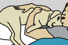 10 dấu hiệu cho thấy cún cưng rất yêu quý bạn