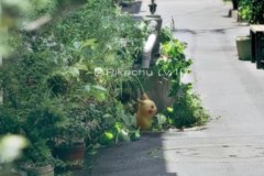 11 bí kíp tuyệt vời cho các game thủ Pokemon GO