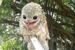 Bắt được chim lạ có đôi mắt toàn mầu đen khiến người xem sợ hãi