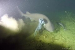 Bắt gặp cá mập 6 mang có nguồn gốc trước thời khủng long