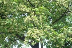 Bộ ảnh: Hoa sữa - Nét duyên dáng riêng của mùa thu Hà Nội