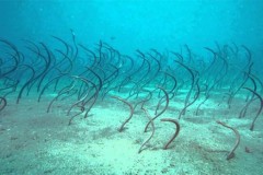 Cá chình uốn lượn như đám tóc dưới đáy biển