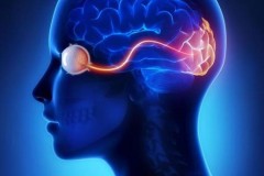 Các nhà khoa học bước đầu hồi phục được thị lực cho chuột bị mù