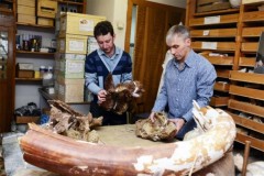 Các nhà khoa học Nga tìm thấy loài khủng long mới ở Kemerovo, Siberia