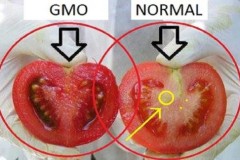 Cách phân biệt cà chua thường và cà chua biến đổi gene