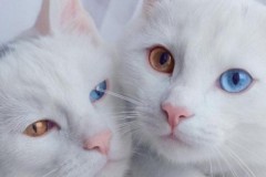 Cặp mèo song sinh hai màu mắt gây sốt trên mạng xã hội