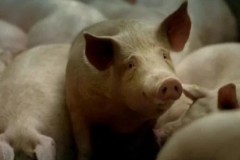 Chất phụ gia thực phẩm gelatin được sản xuất thế nào?