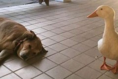 Chú chó buồn rầu bỗng thay đổi cuộc đời nhờ bạn vịt