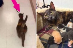 Chú mèo hoang chạy vào viện cứu trợ động vật cầu xin người giúp đỡ vì biết mình… sắp sinh