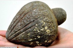 Israel tìm lại được quả lựu đạn lạ thường 700 năm tuổi