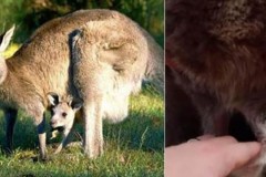 Khám phá bí mật chiếc túi của chuột Kangaroo
