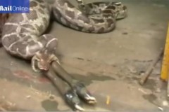 Kinh hãi khoảnh khắc trăn tham ăn nôn cả con linh dương ra ngoài