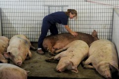 Lợn mới là loài hạnh phúc nhất?