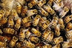 Những cách chữa bệnh thời Trung Cổ vẫn lưu hành tới nay