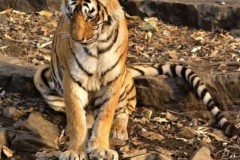 Nữ hoàng hổ nổi tiếng nhất Ấn Độ qua đời