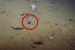 Phát hiện bạch tuộc tím vô cùng đáng yêu như phim hoạt hình của Disney