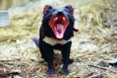 Quỷ Tasmania có thể tránh được tuyệt chủng nhờ tự biến đổi gene
