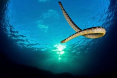 Sát thủ máu lạnh có nọc độc "tiễn" cùng lúc 20 người về cõi chết