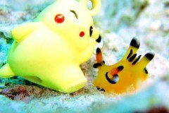 Sên biển giống hệt Pikachu gây sốt ở Nhật