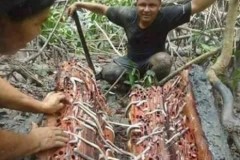 Sinh vật "khổng lồ" trốn trong thân gỗ khiến ai cũng phải khiếp sợ
