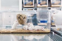 "Tái lập trình" vi khuẩn E.Coli để chống lại... ung thư