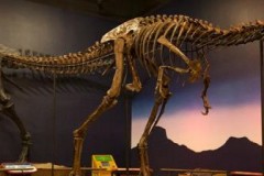 Tranh cãi về loài khủng long chưa từng tồn tại