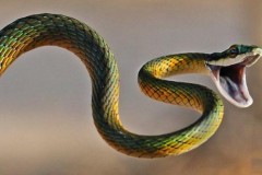 Vì sao con rắn có một thân hình dài ngoằng?