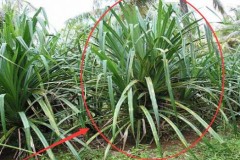 Vì sao người dân vùng Liberia thấy ‘Cây kim cương’ đều lập tức đào lên?