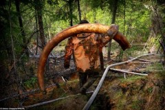 Xác voi ma mút nghìn đô vùi trong lớp băng cổ đại