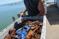 Tôm hùm xanh quý hiếm sa lưới ngư dân Mỹ