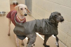 9 chú chó trông như ‘giẻ rách’ nằm bên lề đường thay đổi ngoạn mục chỉ sau 3 tiếng